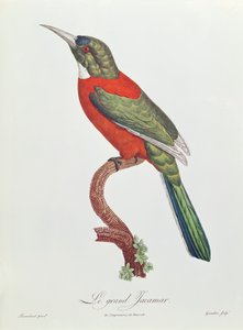 Gran Jacamar, grabado por Gromillier de Jacques Barraband